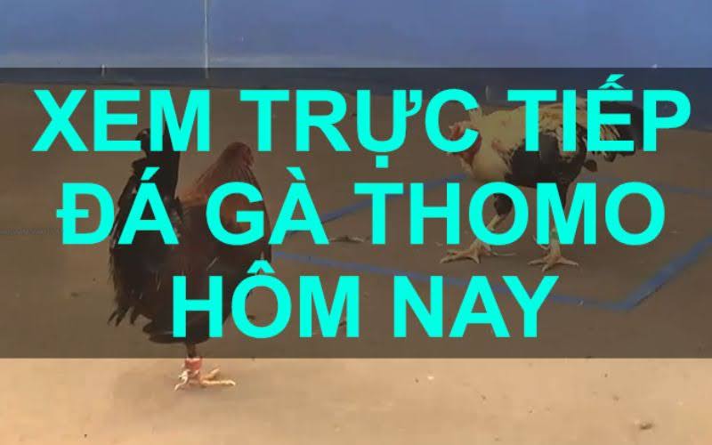 Các Loại Gà Đá Phổ Biến